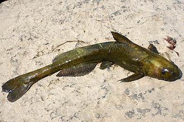 2093_Clemens Ratschan_Ussuri Catfish_Pelteobagrus ussuriensis.jpg